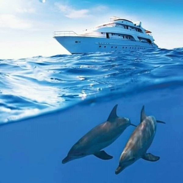 Satayeh day trip ( Swimming with Dolphins )